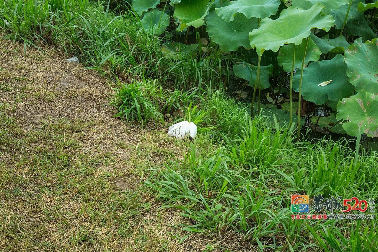 荷花映日，莲叶田田，盛夏有约，航拍下的邓扒荷花令人心醉！262 / 作者:分类小编 / 帖子ID:261664