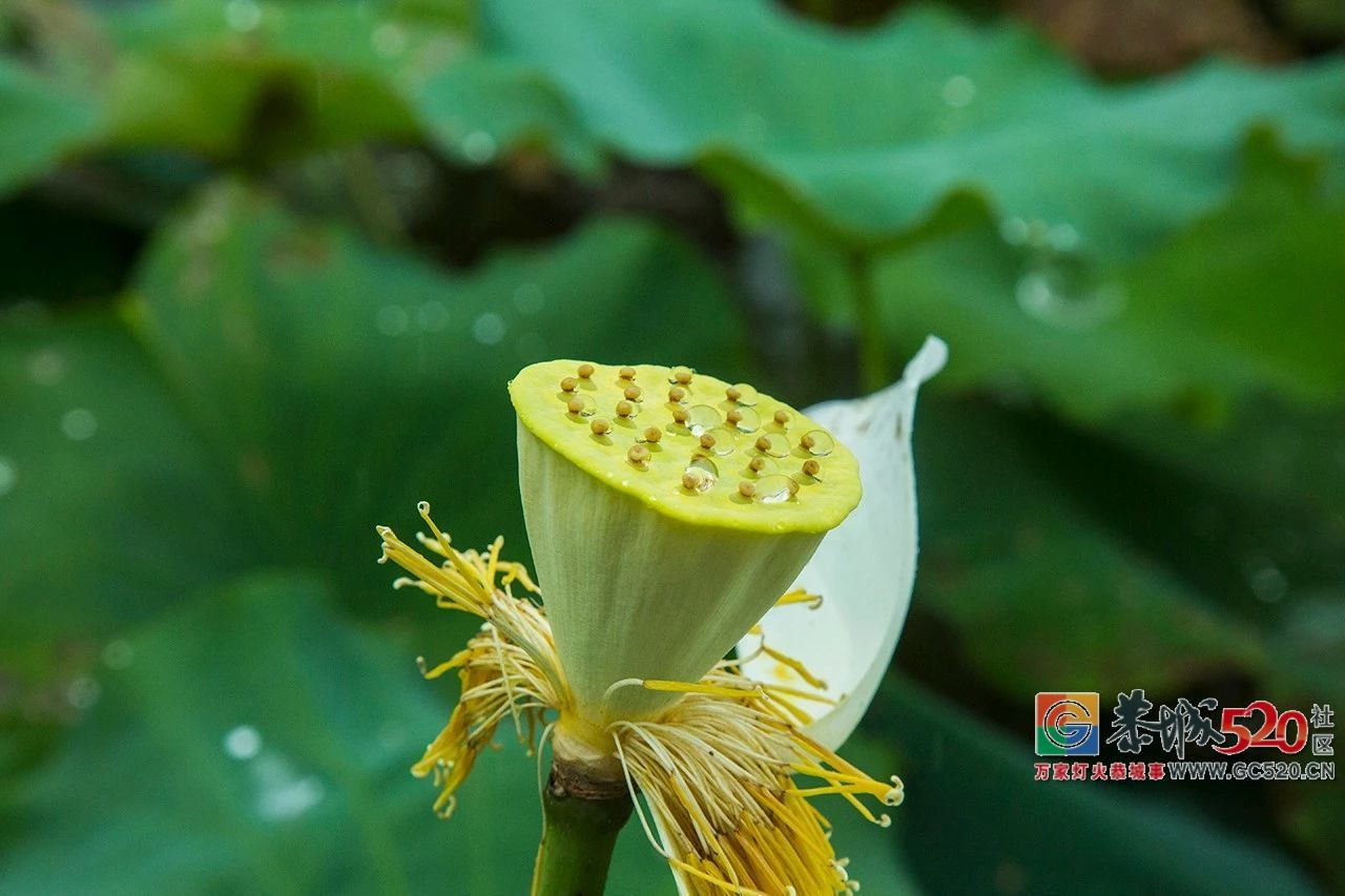 荷花映日，莲叶田田，盛夏有约，航拍下的邓扒荷花令人心醉！535 / 作者:分类小编 / 帖子ID:261664