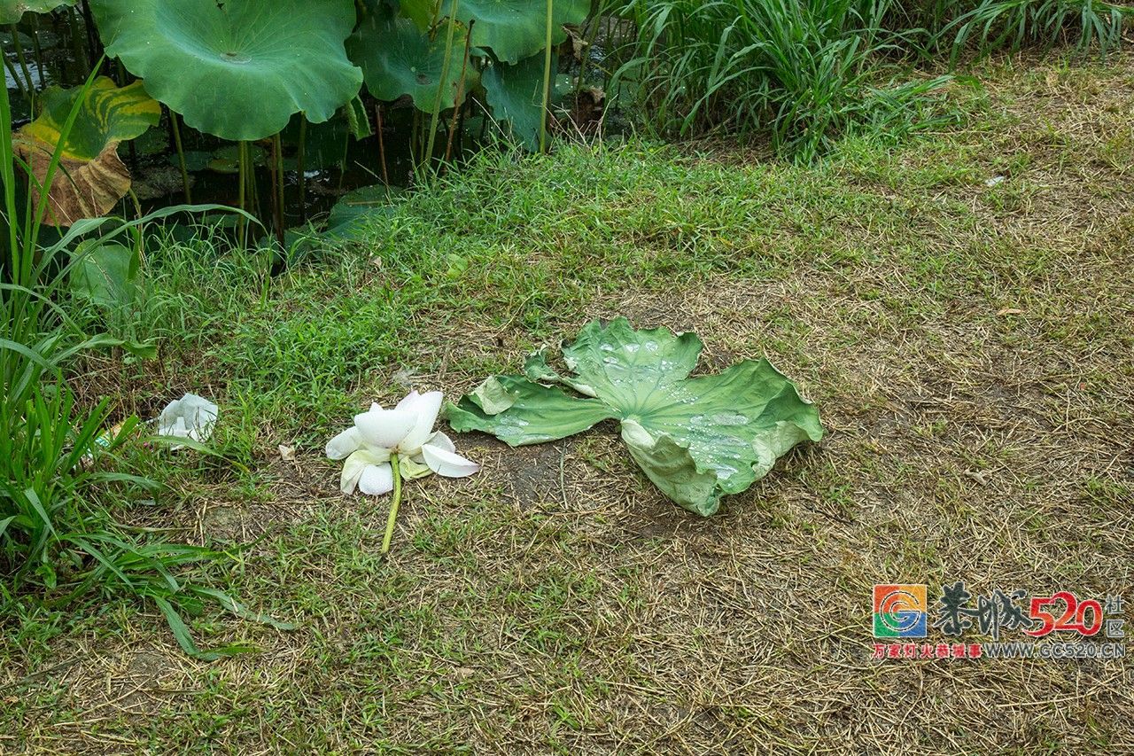 荷花映日，莲叶田田，盛夏有约，航拍下的邓扒荷花令人心醉！869 / 作者:分类小编 / 帖子ID:261664