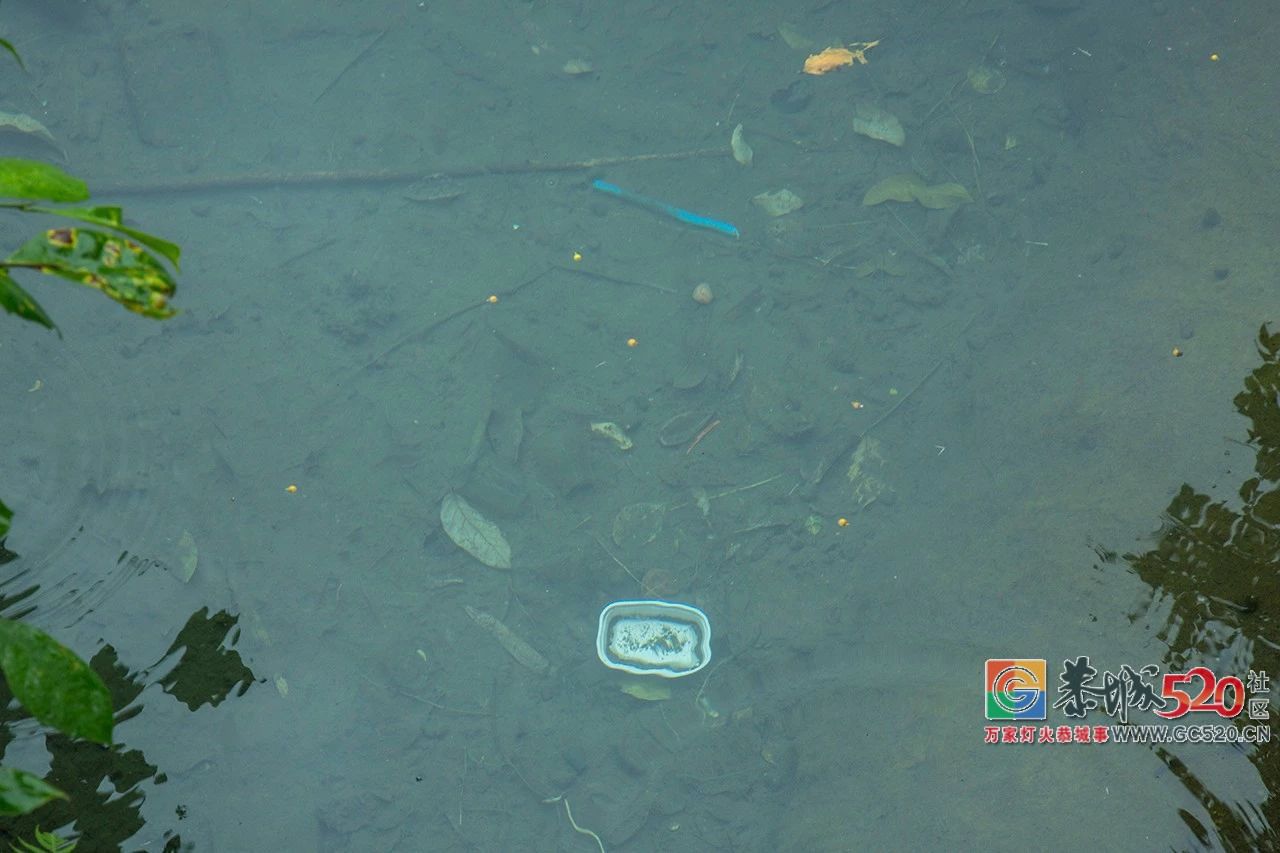 荷花映日，莲叶田田，盛夏有约，航拍下的邓扒荷花令人心醉！474 / 作者:分类小编 / 帖子ID:261664