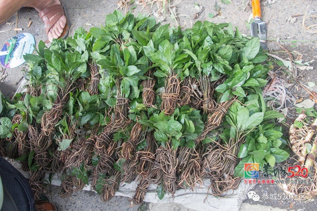 药”香端午，相约茶城丨又是一年端午时，怎么能错过恭城的药市？27 / 作者:分类小编 / 帖子ID:261670
