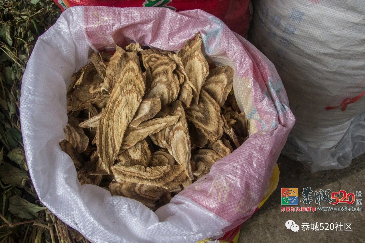 药”香端午，相约茶城丨又是一年端午时，怎么能错过恭城的药市？224 / 作者:分类小编 / 帖子ID:261670
