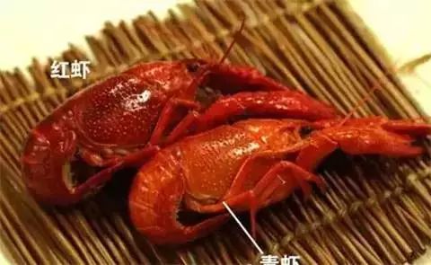 让吃货们又爱又恨的小龙虾，拿到了世界杯“门票”！700 / 作者:茶江余晖 / 帖子ID:261678