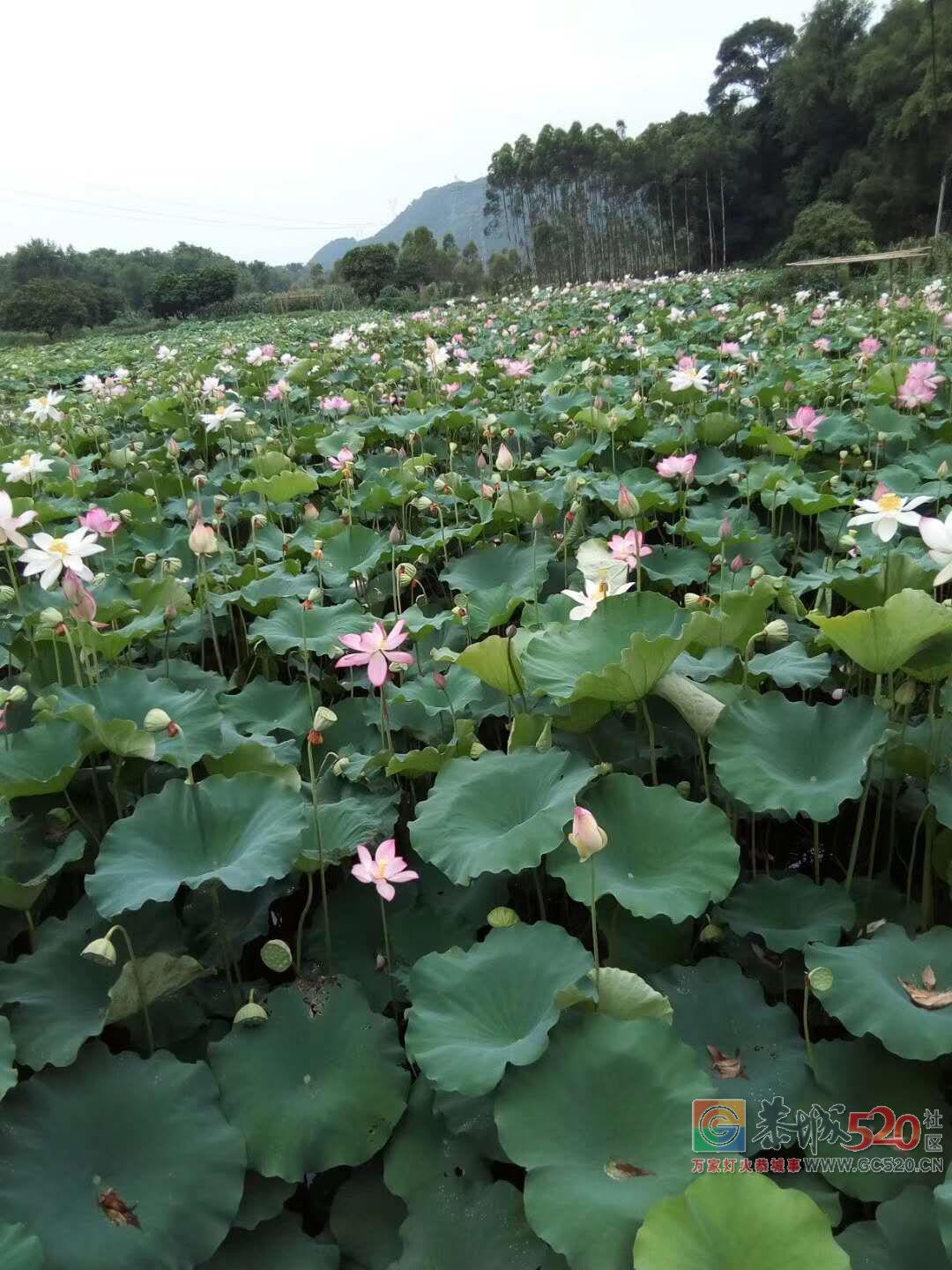 又到荷花盛开时——恭城县龙虎乡实乐村409 / 作者:登山涉水 / 帖子ID:261710