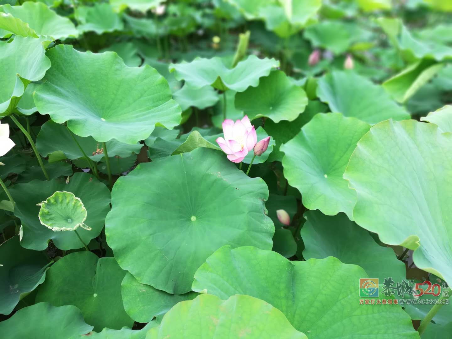 又到荷花盛开时——恭城县龙虎乡实乐村487 / 作者:登山涉水 / 帖子ID:261710