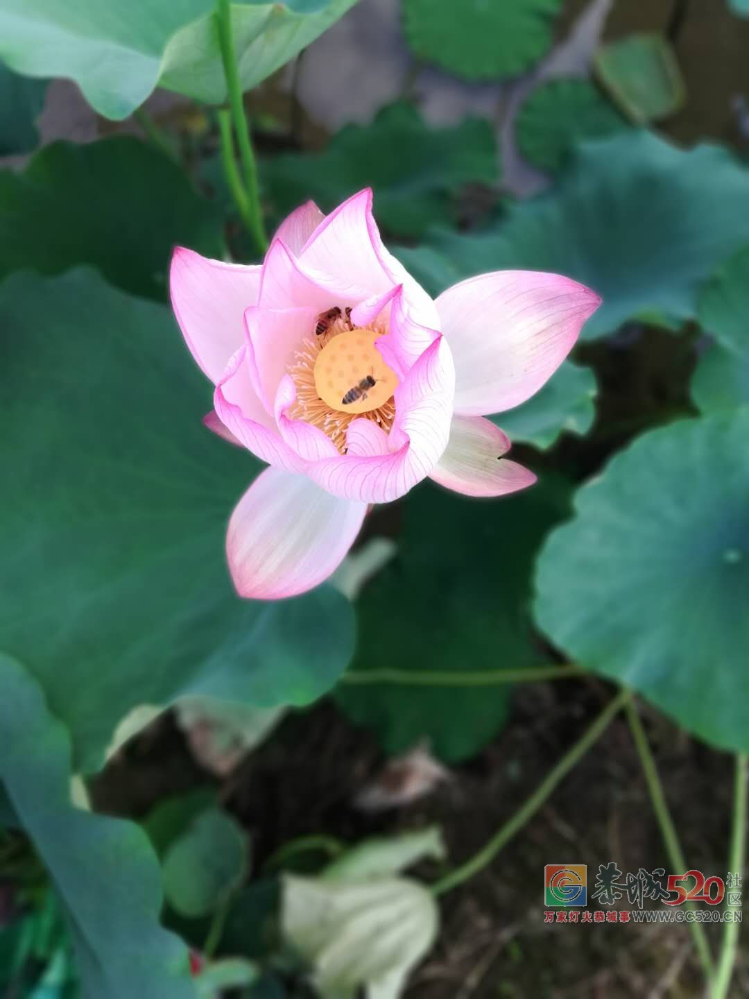 又到荷花盛开时——恭城县龙虎乡实乐村622 / 作者:登山涉水 / 帖子ID:261710