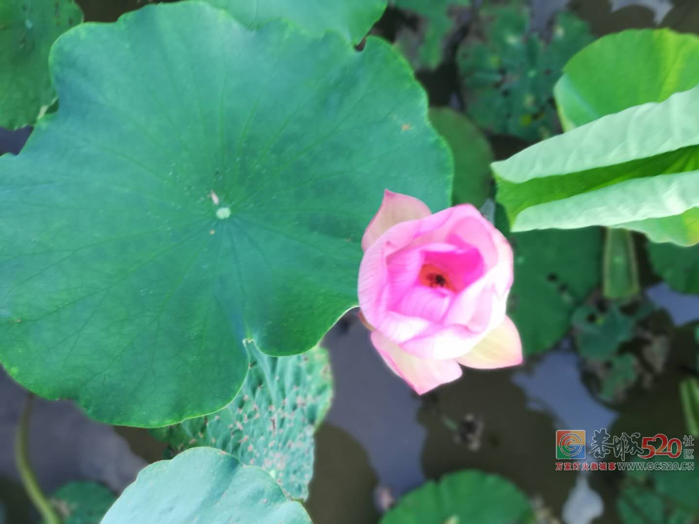 又到荷花盛开时——恭城县龙虎乡实乐村786 / 作者:登山涉水 / 帖子ID:261710