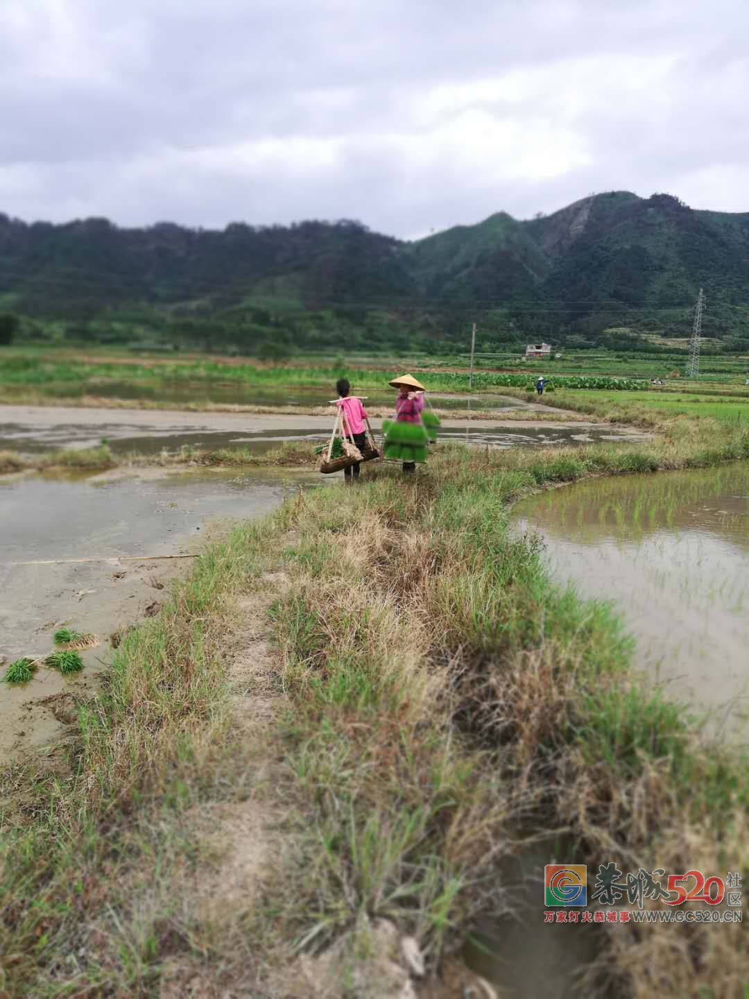 脱贫攻坚的引路人——种田能人王建平863 / 作者:茶江余晖 / 帖子ID:261711
