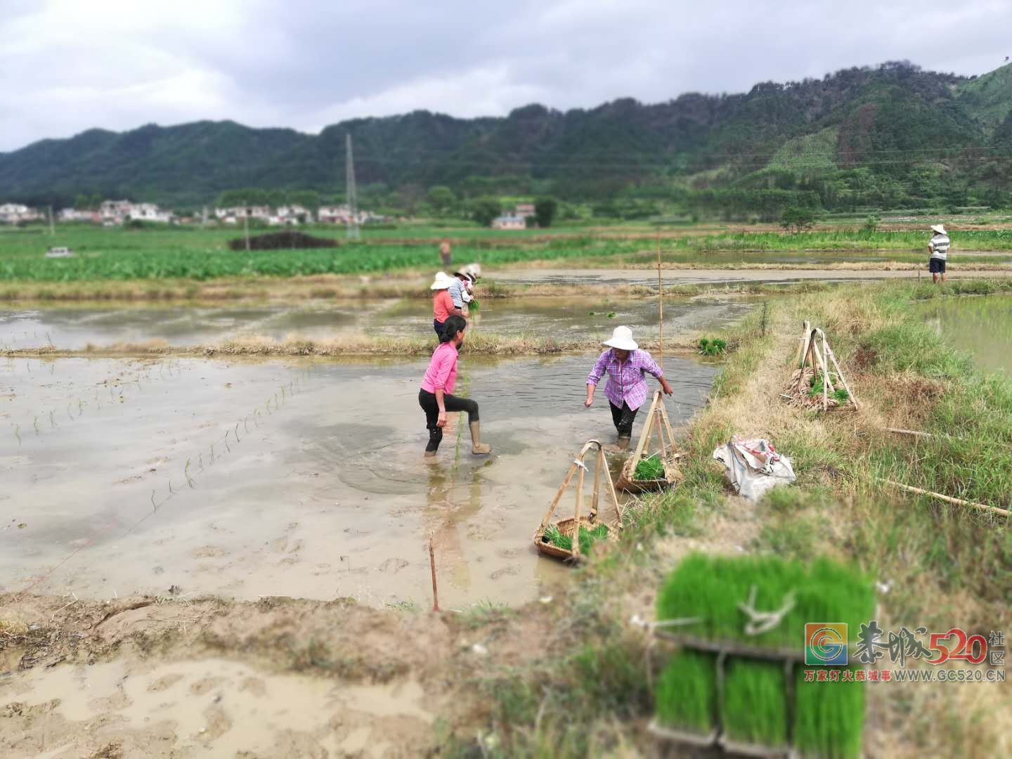 脱贫攻坚的引路人——种田能人王建平673 / 作者:茶江余晖 / 帖子ID:261711