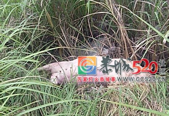 愤怒！平安乡包饭田村一废弃砖厂惊现死猪，到底是谁丢的！素质呢？641 / 作者:何明明 / 帖子ID:261807
