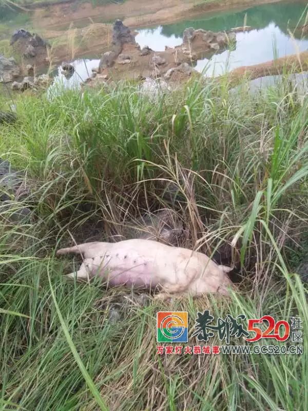 愤怒！平安乡包饭田村一废弃砖厂惊现死猪，到底是谁丢的！素质呢？403 / 作者:何明明 / 帖子ID:261807