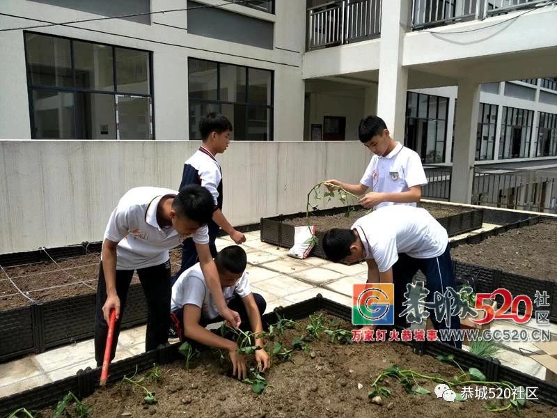 这次玩大了~恭城民族实验初中将“开心农场”搬进了校园！268 / 作者:给点阳光就灿烂 / 帖子ID:261823