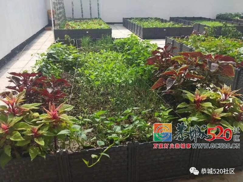 这次玩大了~恭城民族实验初中将“开心农场”搬进了校园！760 / 作者:给点阳光就灿烂 / 帖子ID:261823
