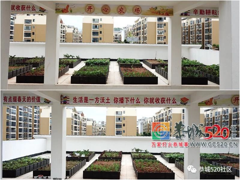 这次玩大了~恭城民族实验初中将“开心农场”搬进了校园！522 / 作者:给点阳光就灿烂 / 帖子ID:261823
