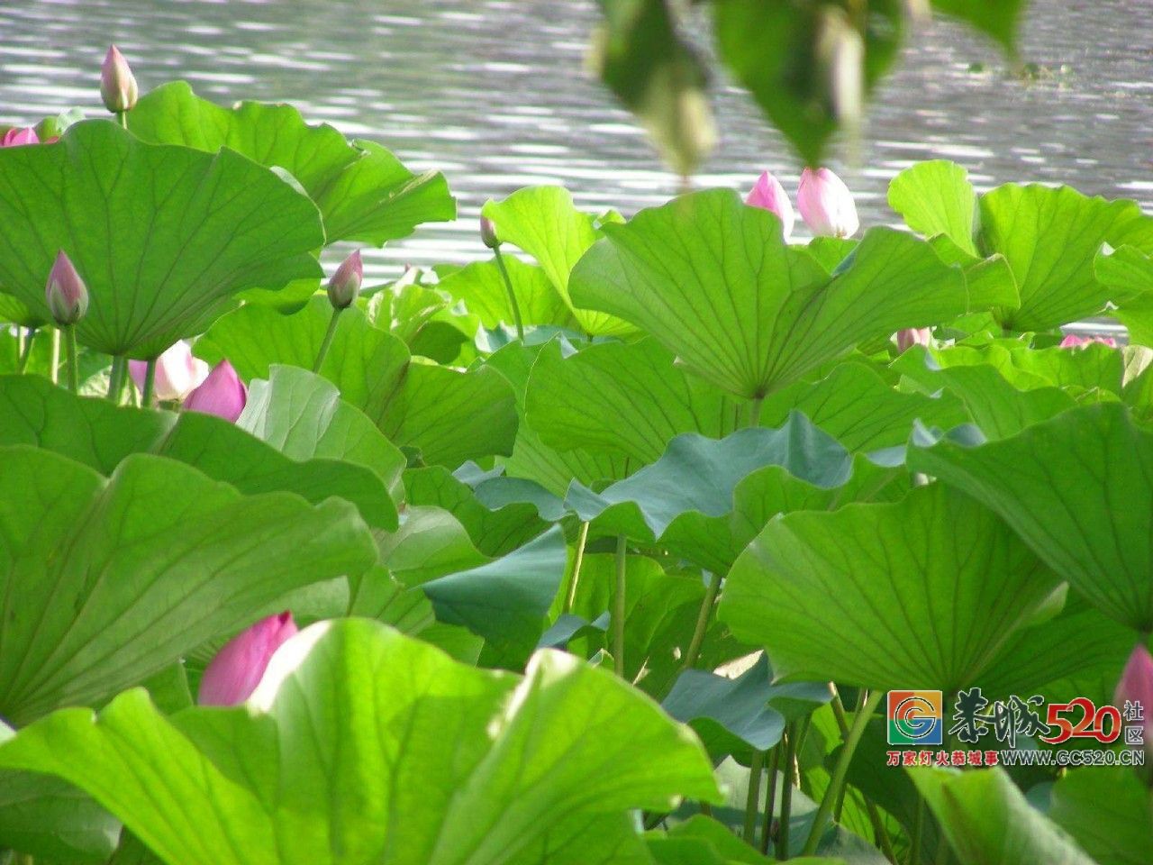 煮粥、泡茶、洗澡……夏季清凉养心首选它896 / 作者:桂花糕 / 帖子ID:261928