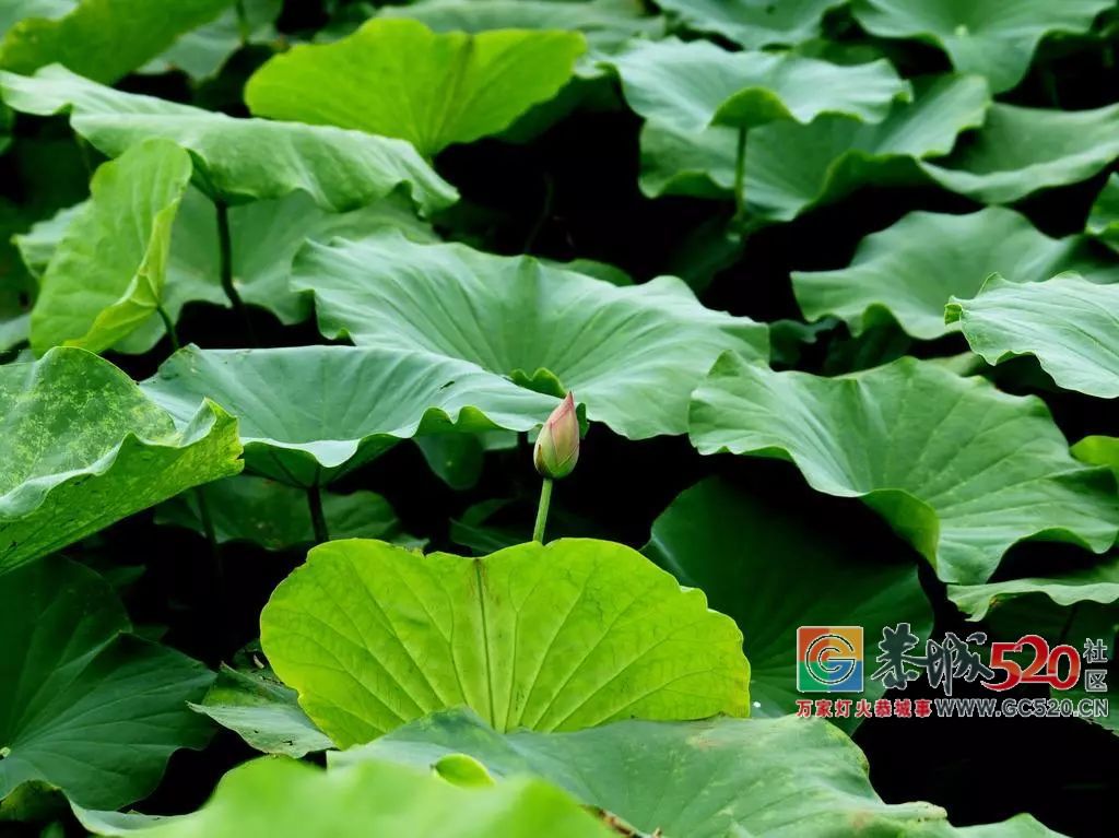 煮粥、泡茶、洗澡……夏季清凉养心首选它79 / 作者:桂花糕 / 帖子ID:261928