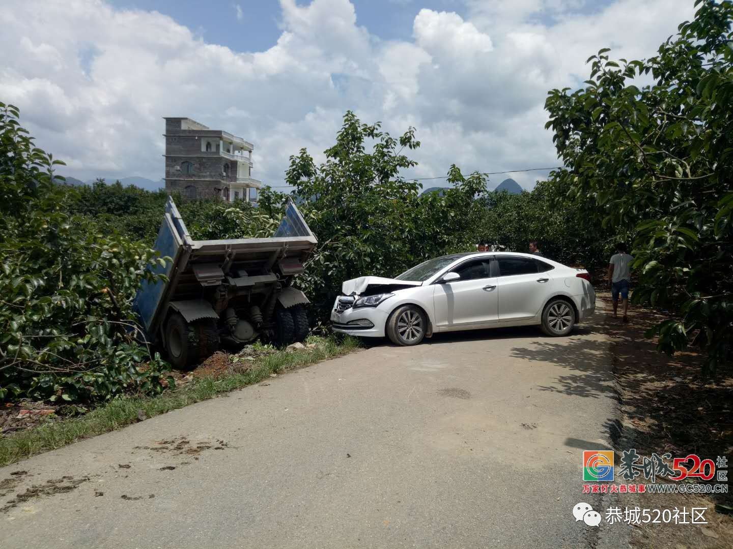 危险！大车与小车在恭城红岩一转弯处相撞，直接冲下路旁果园190 / 作者:花开似花落、 / 帖子ID:262904