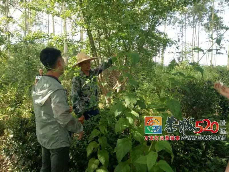 西北民族大学暑期实践活动小分队在恭城调研发展油茶文化产品创意开发33 / 作者:分类小编 / 帖子ID:262943