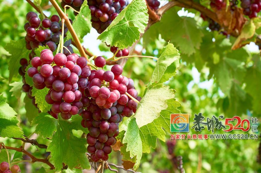 葡萄上的白霜不用洗，它的好处你可能不知道551 / 作者:爱生活爱美食 / 帖子ID:262987