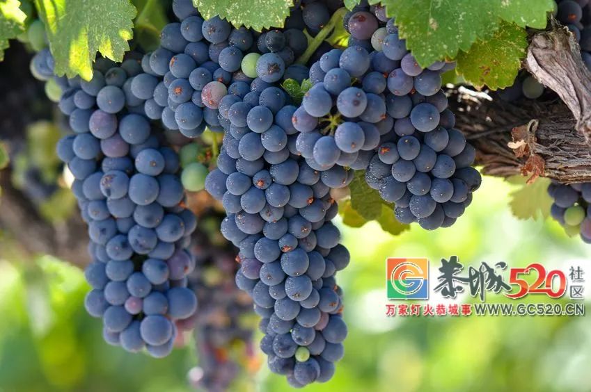 葡萄上的白霜不用洗，它的好处你可能不知道416 / 作者:爱生活爱美食 / 帖子ID:262987