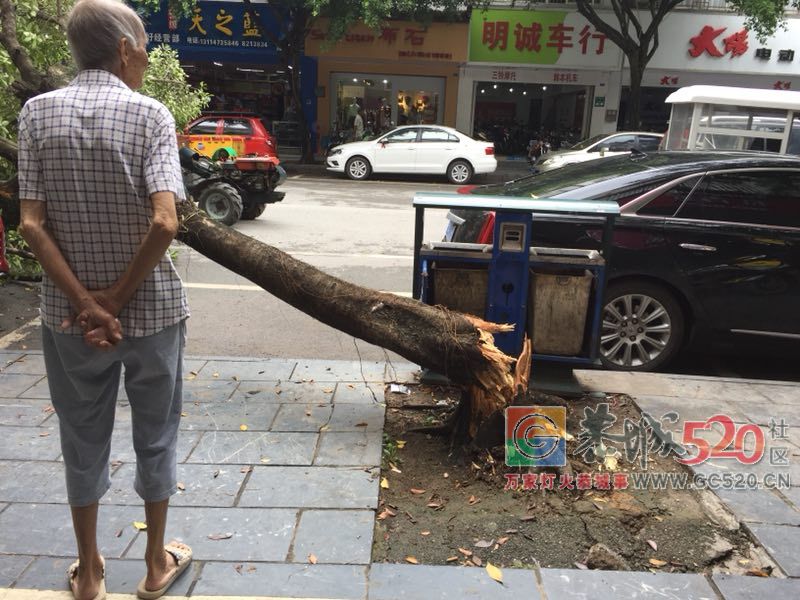 【你怎么看】城中西路路边大树倒地砸伤小车 谁来买单？153 / 作者:边吃边拉 / 帖子ID:263088