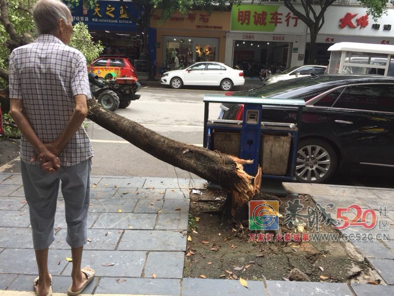 【你怎么看】城中西路路边大树倒地砸伤小车 谁来买单？741 / 作者:边吃边拉 / 帖子ID:263088