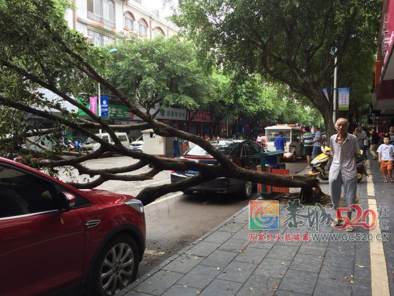 【你怎么看】城中西路路边大树倒地砸伤小车 谁来买单？553 / 作者:边吃边拉 / 帖子ID:263088