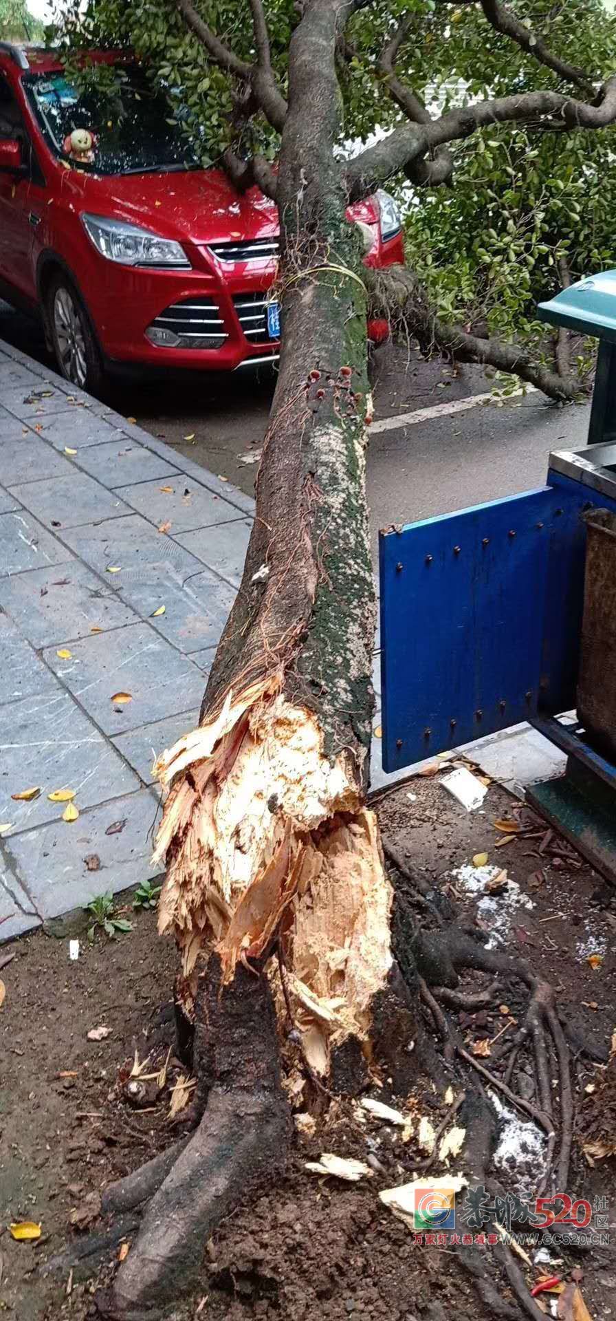 【你怎么看】城中西路路边大树倒地砸伤小车 谁来买单？370 / 作者:边吃边拉 / 帖子ID:263088