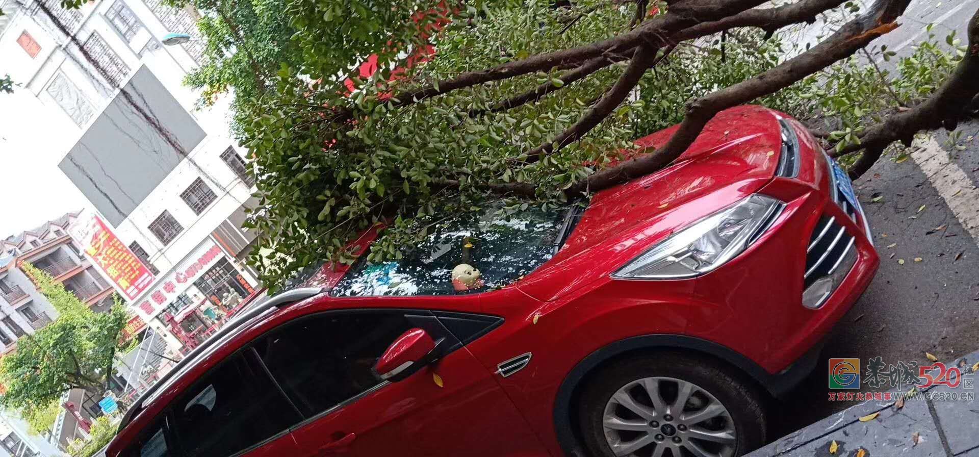 【你怎么看】城中西路路边大树倒地砸伤小车 谁来买单？465 / 作者:边吃边拉 / 帖子ID:263088