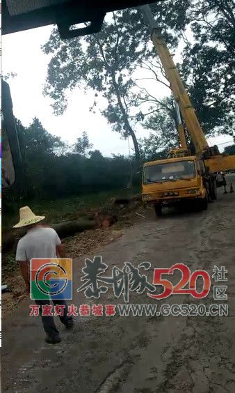 为了要拓宽路面，西岭到虎尾路段的树全砍了！172 / 作者:歌声回荡 / 帖子ID:263098
