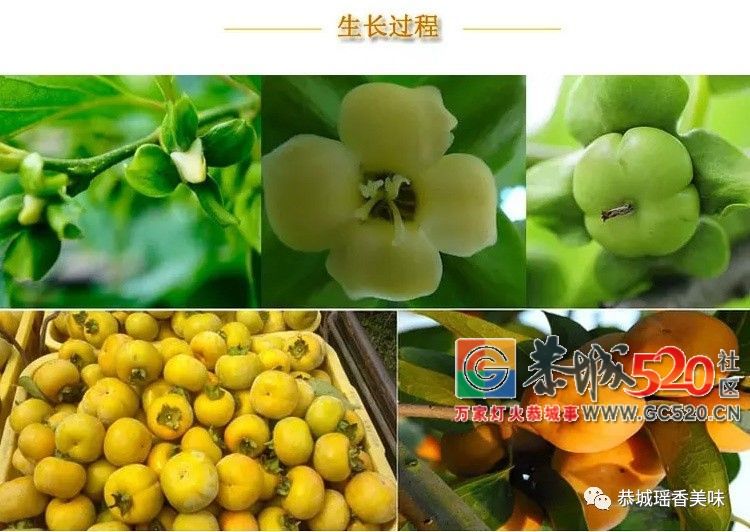 恭城“脆柿”品味入秋的味道814 / 作者:单身狗的生活 / 帖子ID:263131