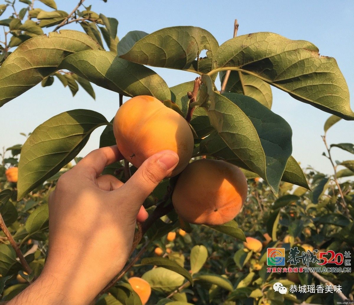 恭城“脆柿”品味入秋的味道523 / 作者:单身狗的生活 / 帖子ID:263131