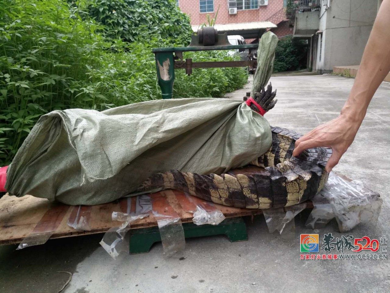 广州流溪河抓到一条2米长的鳄鱼！是真的！不能吃！250 / 作者:狗婆蛇 / 帖子ID:263157