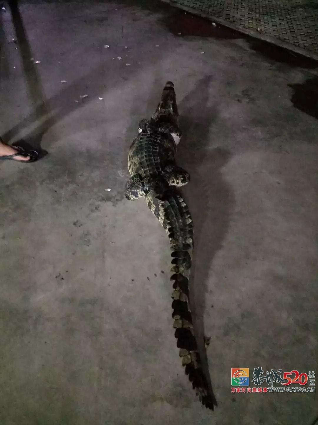 广州流溪河抓到一条2米长的鳄鱼！是真的！不能吃！397 / 作者:狗婆蛇 / 帖子ID:263157