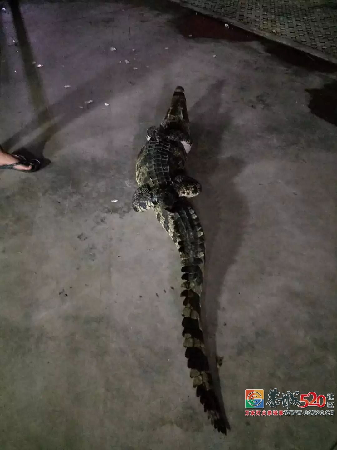 广州流溪河抓到一条2米长的鳄鱼！是真的！不能吃！20 / 作者:狗婆蛇 / 帖子ID:263157