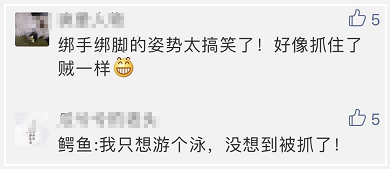 广州流溪河抓到一条2米长的鳄鱼！是真的！不能吃！681 / 作者:狗婆蛇 / 帖子ID:263157