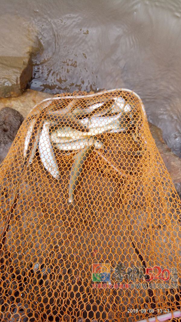 9月水库钓鱼状况汇报 MDG204 / 作者:MDG / 帖子ID:263211