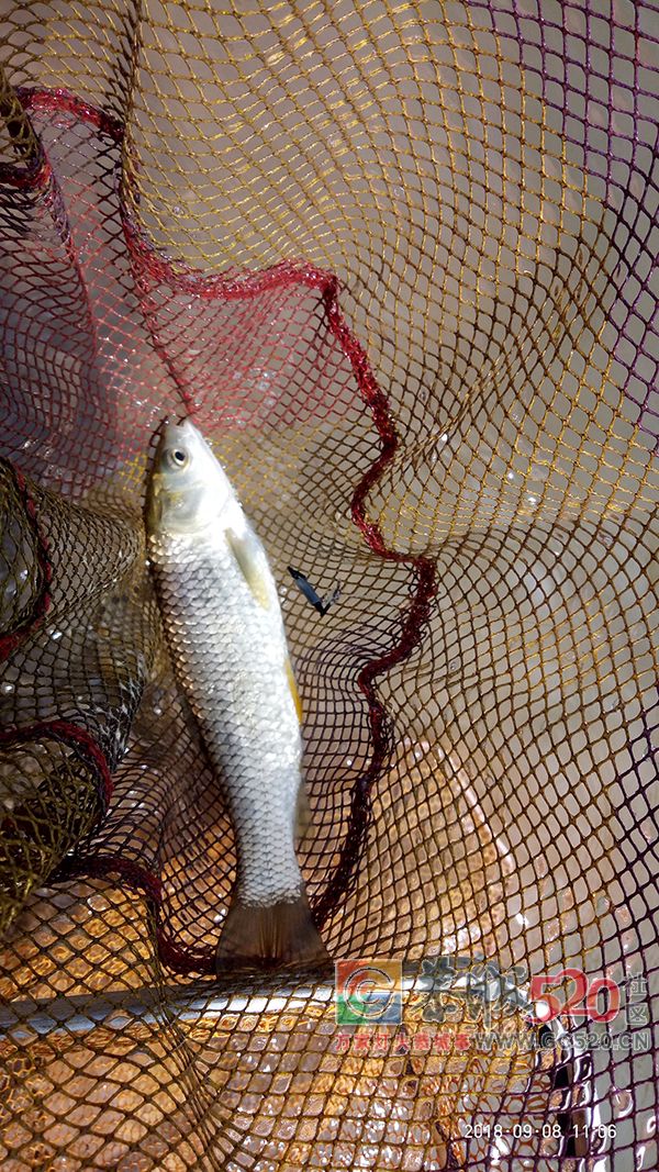 9月水库钓鱼状况汇报 MDG428 / 作者:MDG / 帖子ID:263211