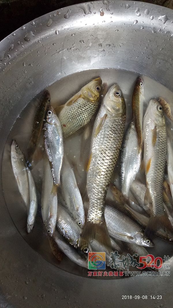 9月水库钓鱼状况汇报 MDG32 / 作者:MDG / 帖子ID:263211