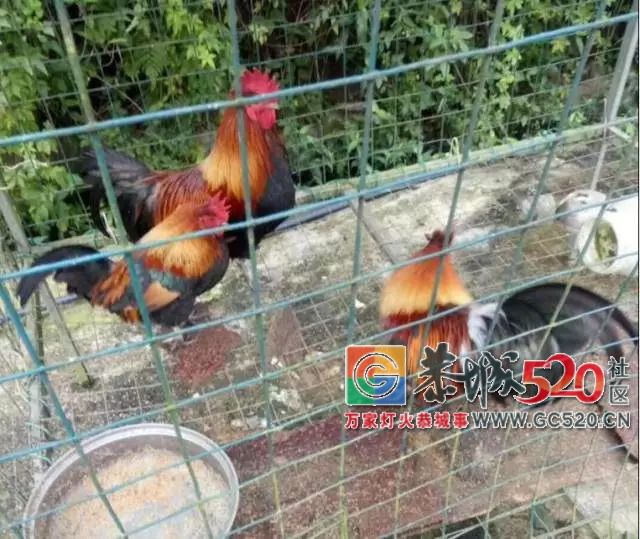 你在逗我吗？广西一“海洋世界馆”开张，现场只有十几个鱼缸966 / 作者:糕富帅 / 帖子ID:263236