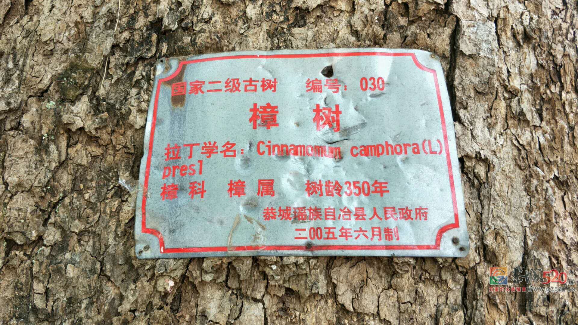 栗木百年古樟树拯救行动正在进行中！223 / 作者:山路十八弯 / 帖子ID:263254