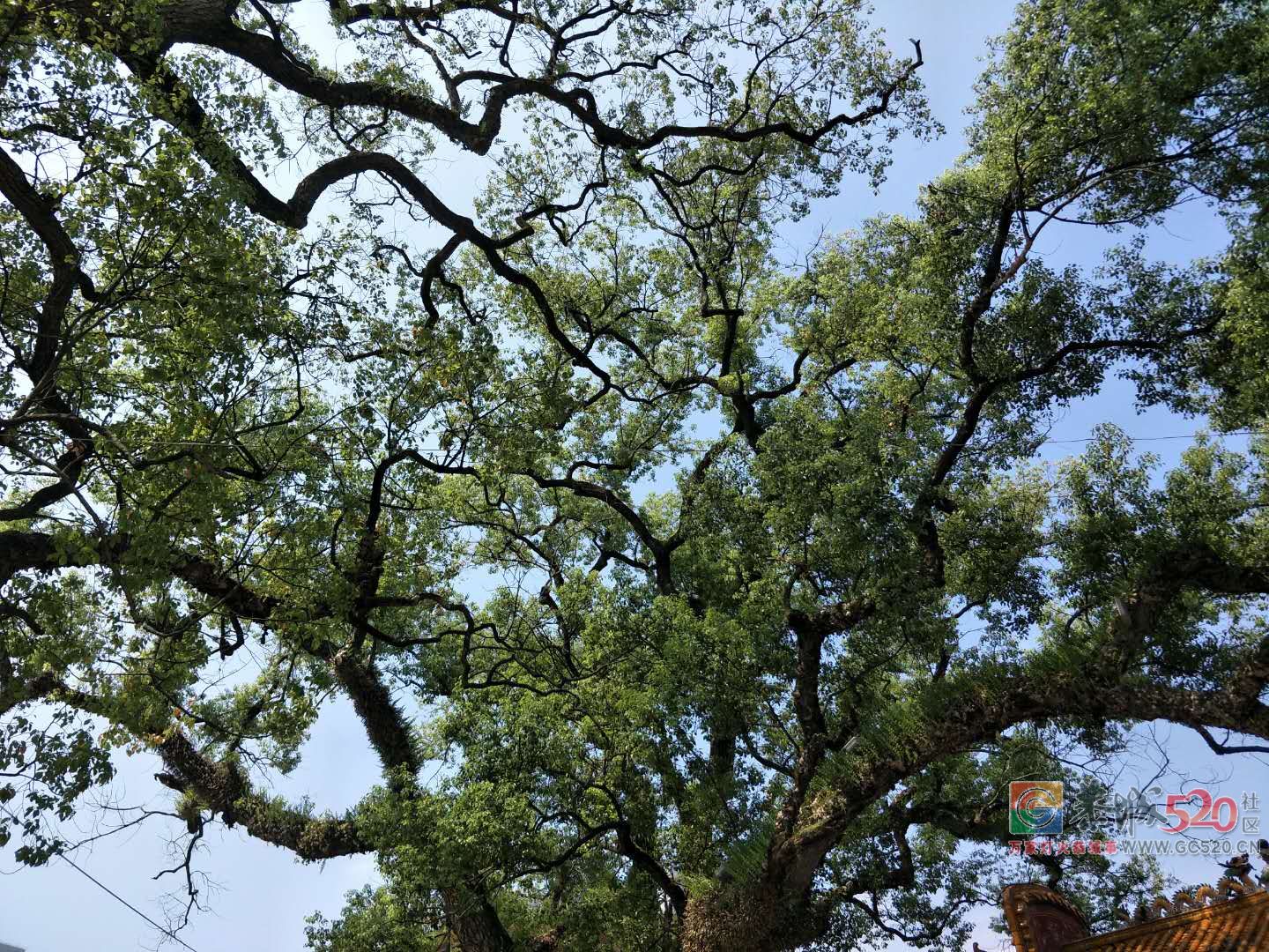 栗木百年古樟树拯救行动正在进行中！802 / 作者:山路十八弯 / 帖子ID:263254