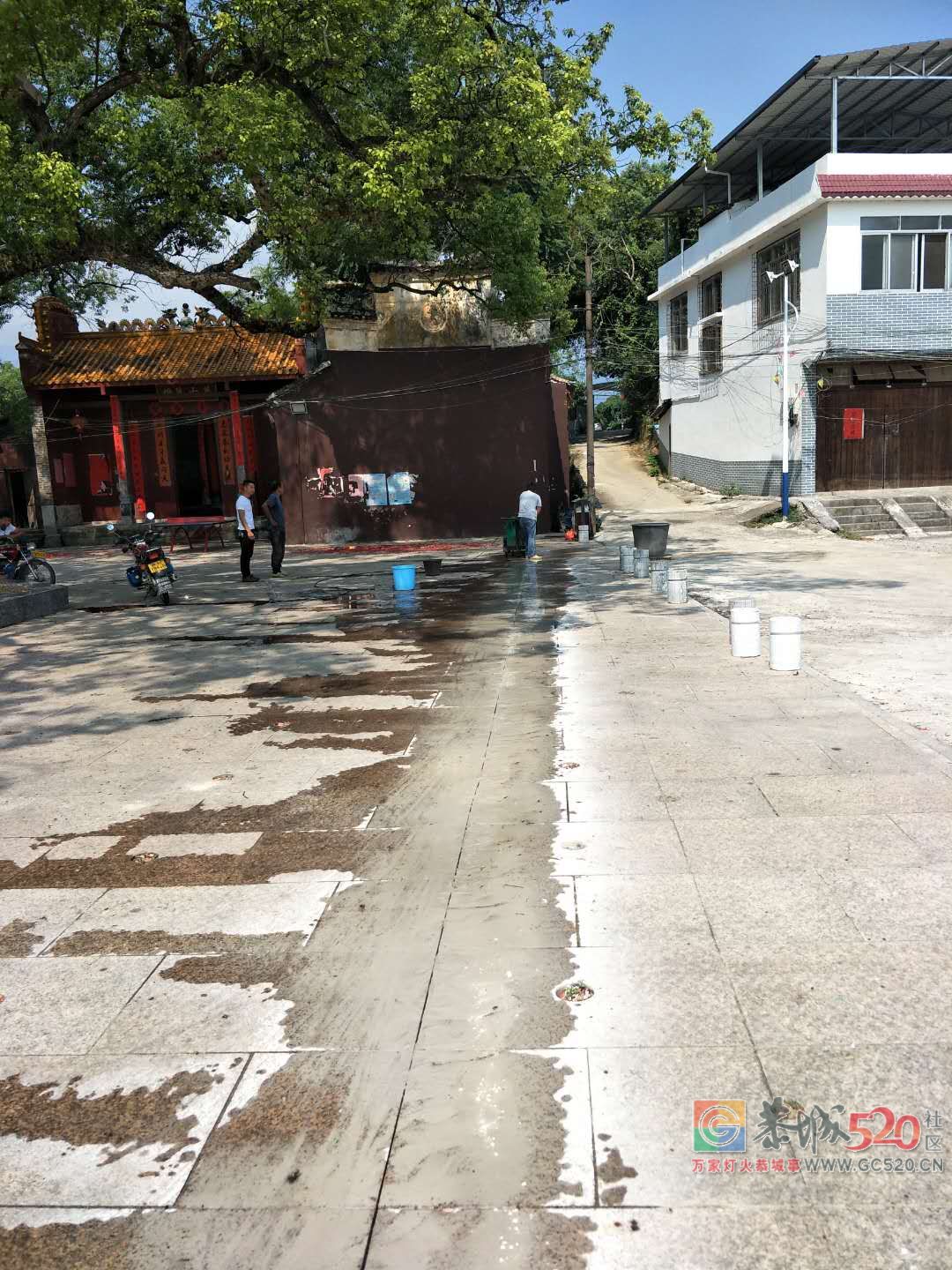 栗木百年古樟树拯救行动正在进行中！813 / 作者:山路十八弯 / 帖子ID:263254
