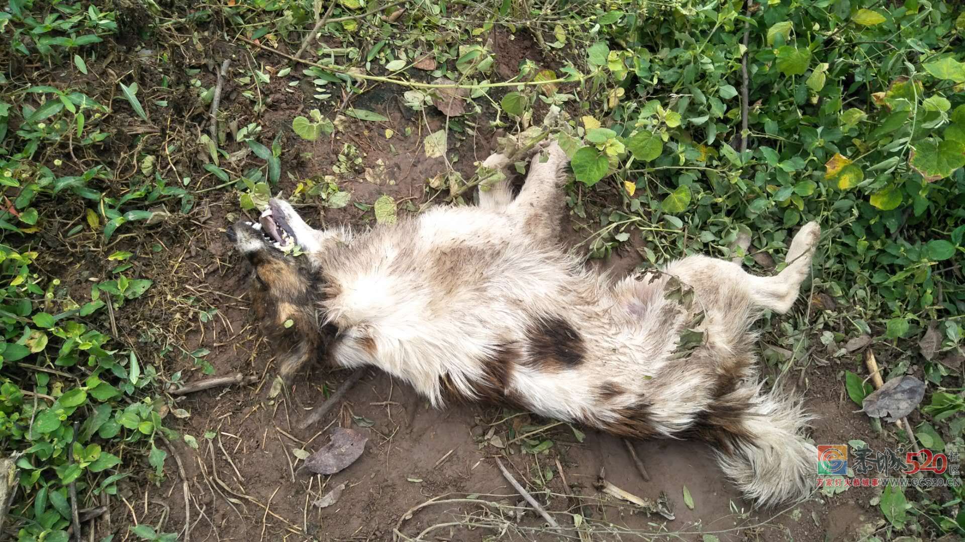 我家狗狗今早上被偷狗贼放药闹死了834 / 作者:红通通 / 帖子ID:264539