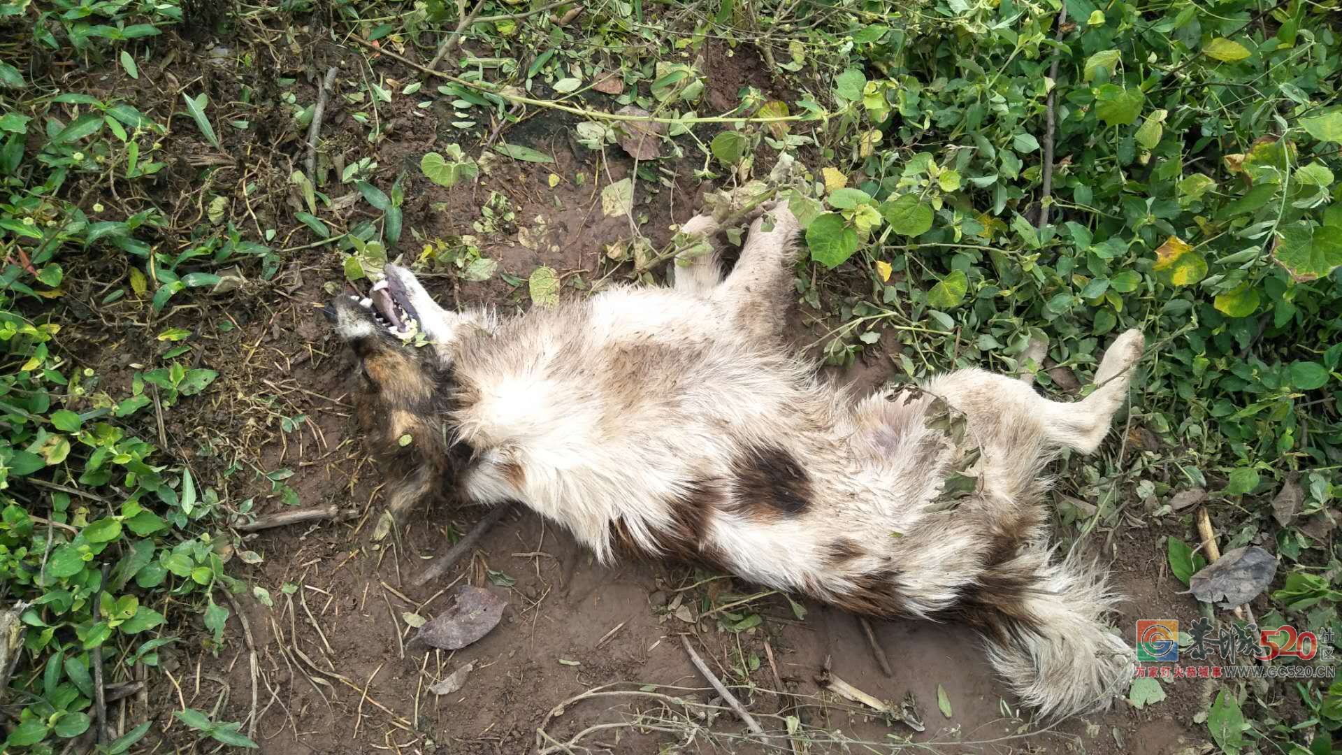 我家狗狗今早上被偷狗贼放药闹死了938 / 作者:红通通 / 帖子ID:264539