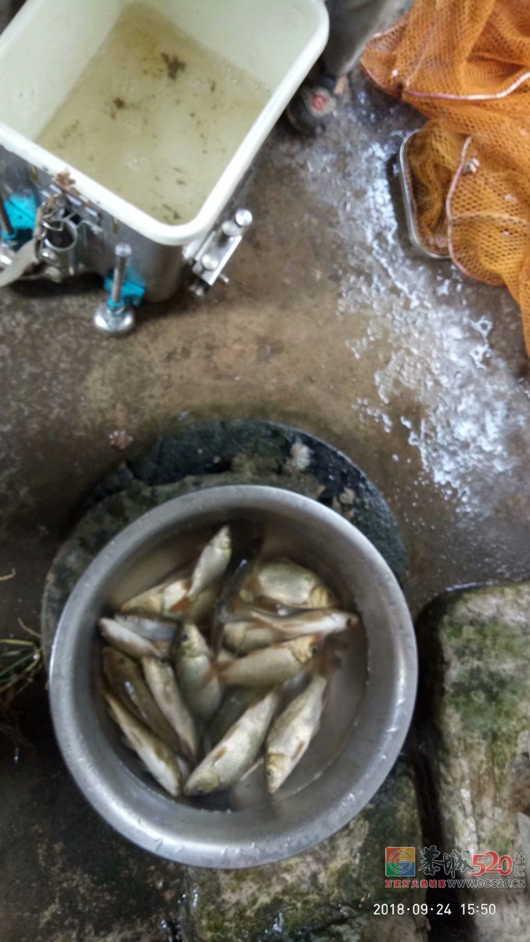 2018中秋节鱼获 MDG72 / 作者:MDG / 帖子ID:266060