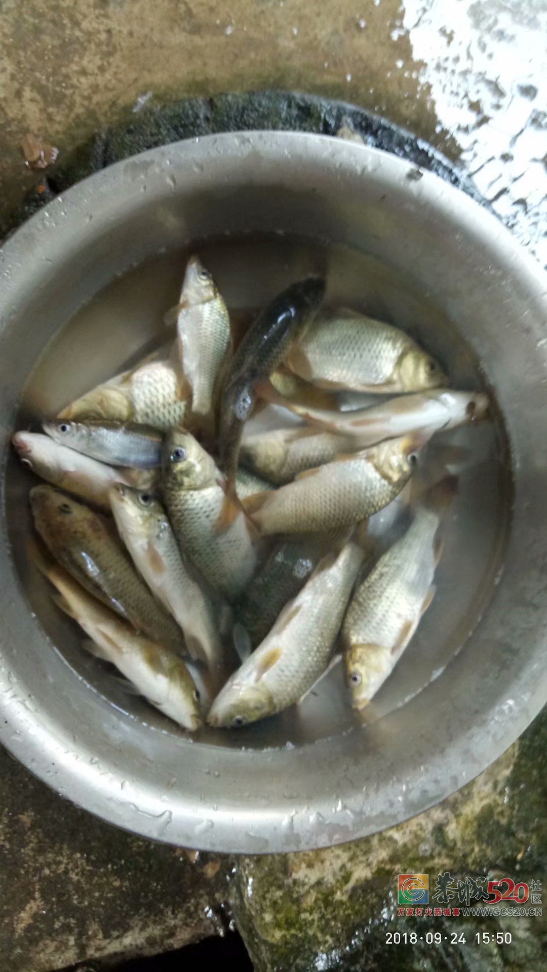2018中秋节鱼获 MDG503 / 作者:MDG / 帖子ID:266060