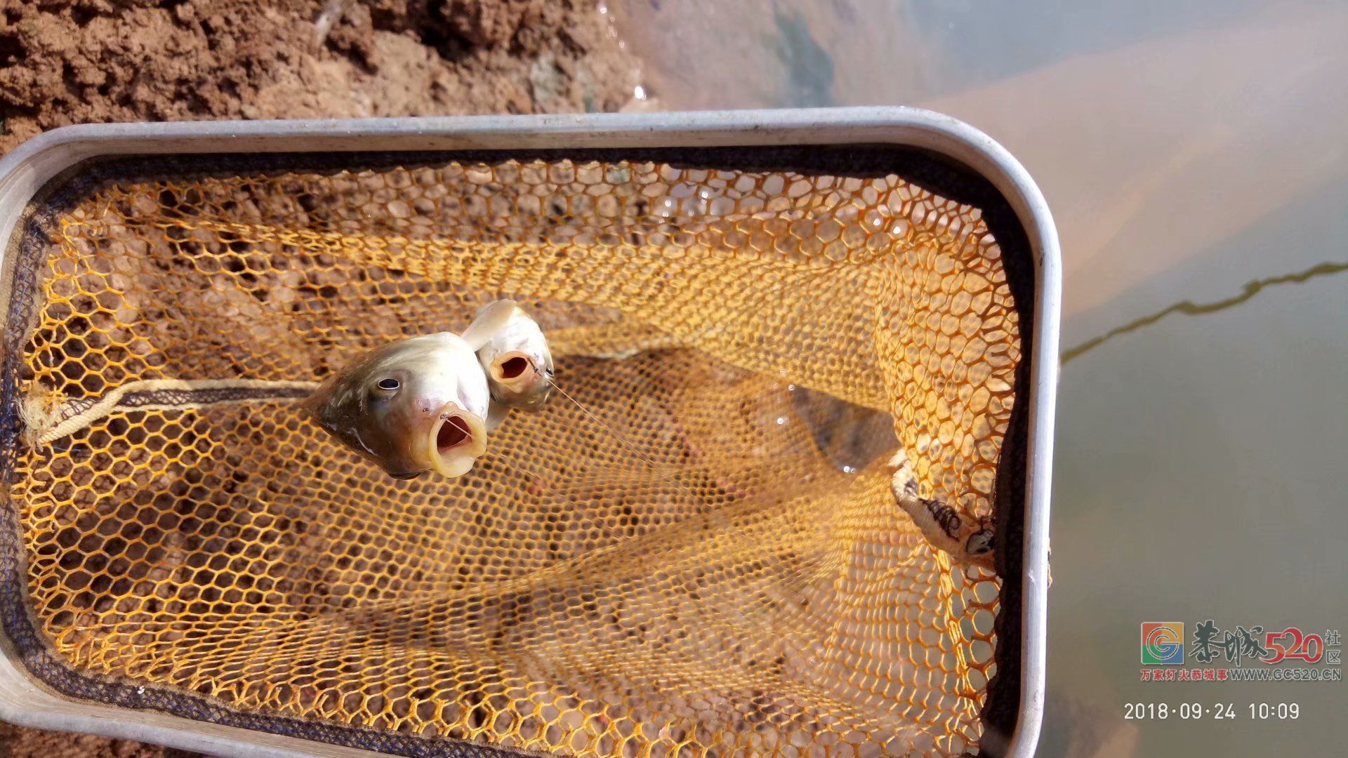 2018中秋节鱼获 MDG984 / 作者:MDG / 帖子ID:266060