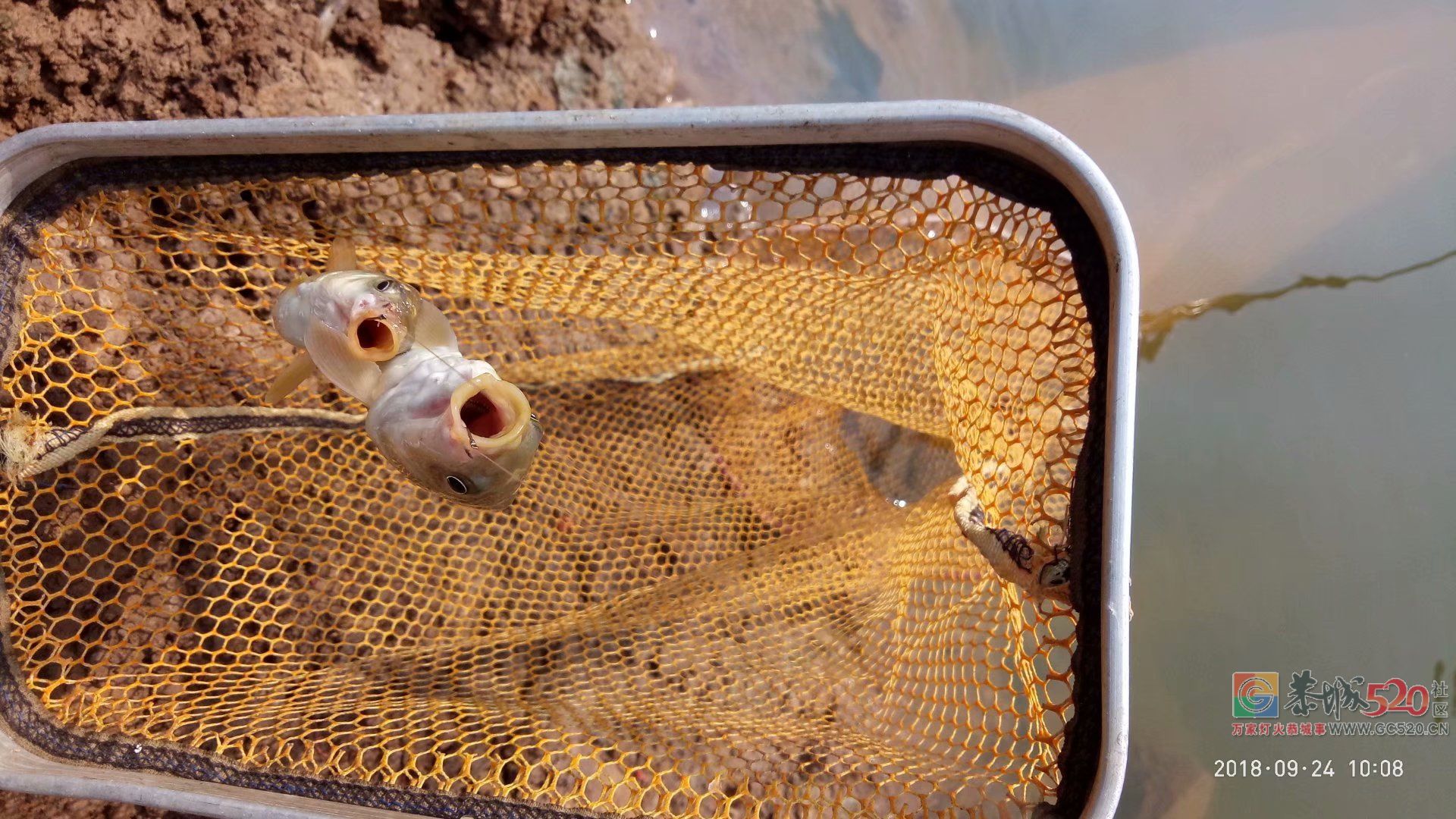 2018中秋节鱼获 MDG80 / 作者:MDG / 帖子ID:266060