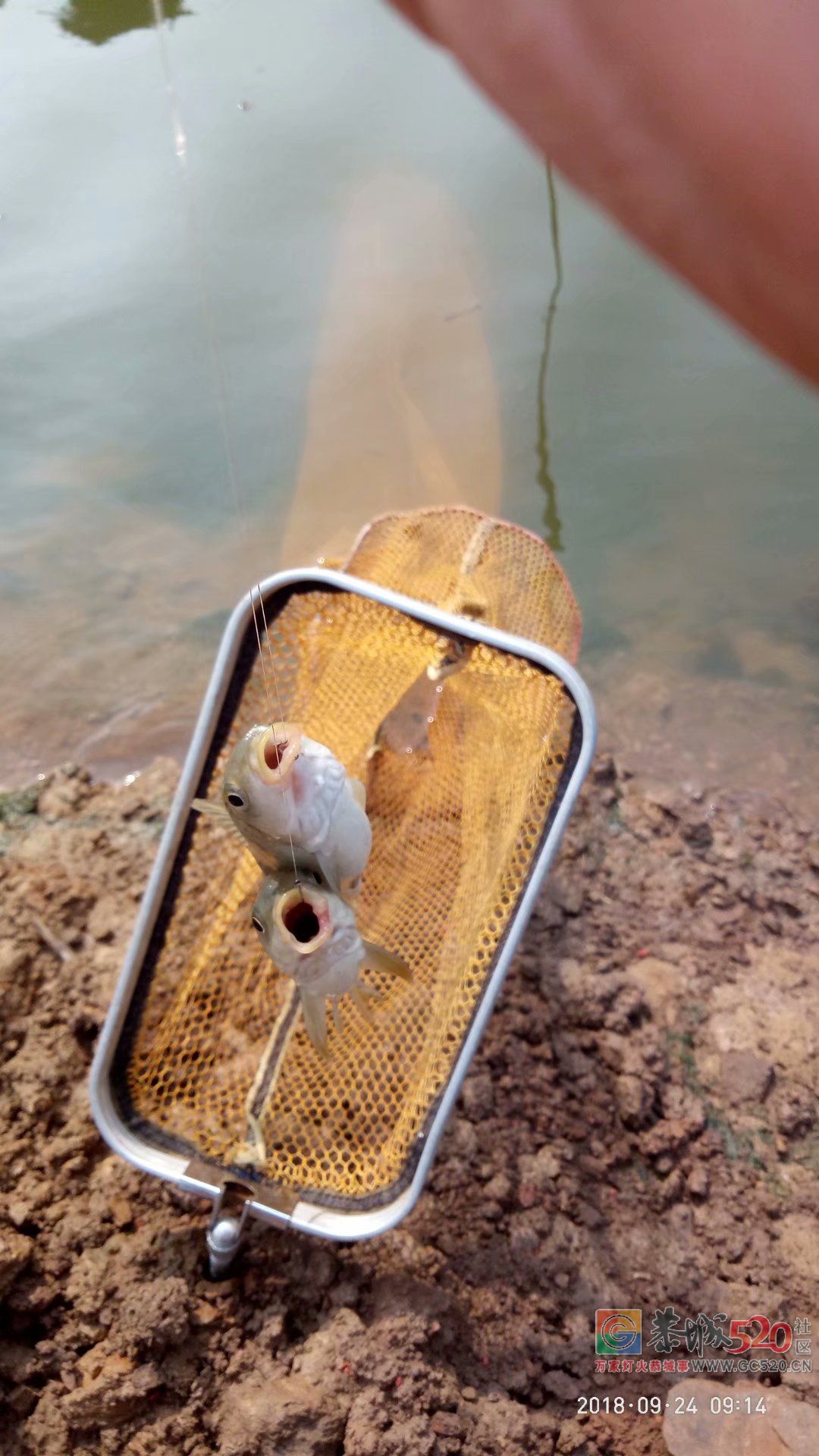 2018中秋节鱼获 MDG58 / 作者:MDG / 帖子ID:266060